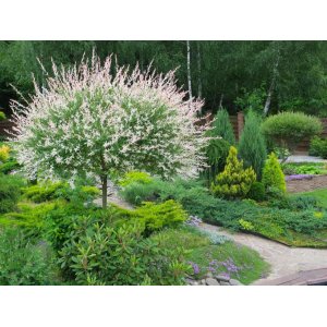 Vŕba japonská (Salix integra) ´HAKURO NISHIKI´ - výška: 70-90 cm, kont. C3/4L  - NA KMIENKU